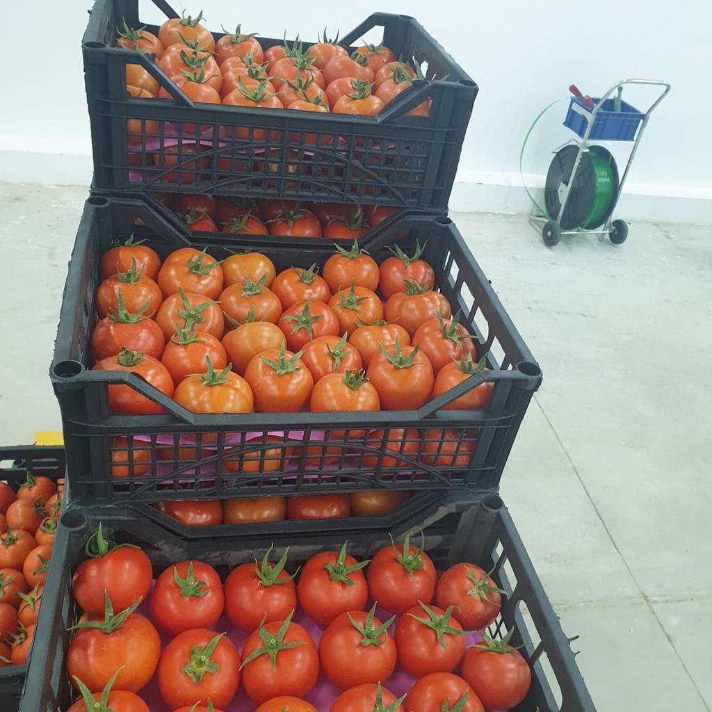 Product image - We are  ( Kemet farms )  here  in Egypt
we export all agricultural crops with high quality .
fresh tomato
● we can Delivery your request for any country
● Grade A
● packing : 9.5  kg plastic box
● for Orders please send your message call Us +201271817478
Or send Email : kemetfarmsdonia@gmail.com
● Export  manager
mrs/ Donia Mostafa
